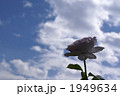 バラの花　ブルーバユー