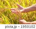稲穂　作柄の確認