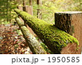 苔むす手すり