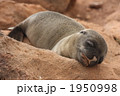 ガラパゴスアシカの赤ちゃん　２