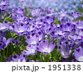 1951338