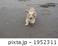 1952311