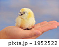 てのひらの孵化したばかりのひよこ