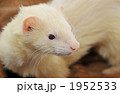 フェレットホワイトファーブラックアイ