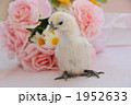 孵化したばかりの烏骨鶏　雛鳥