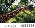 キリンの横顔