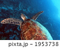 ウミガメ