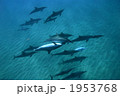 ハシナガ　イルカ