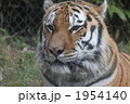 1954140