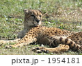 1954181