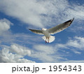 青空のカモメ