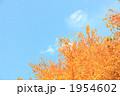 桂の黄葉と秋晴れの空