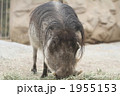 1955153