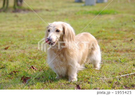 犬 動物 田舎