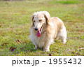 犬 ペット 動物