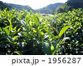茶畑