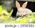 茶色の仔うさぎ