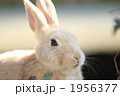 茶色の仔うさぎ