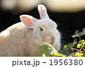 茶色の仔うさぎ