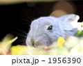 グレーの仔うさぎ