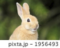 茶色の仔うさぎ