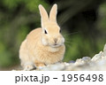 茶色の仔うさぎ