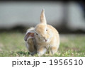 茶色の仔うさぎ