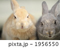 双子の仔うさぎ
