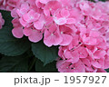 紫陽花