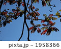 ハゼノキの紅葉