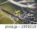 メジロ