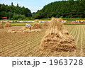 稲刈り