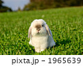 うさぎ