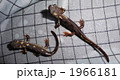 シリケンイモリの幼生2尾