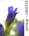 リンドウの花