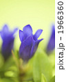 リンドウの花