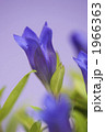 リンドウの花