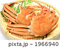 茹でたセコガニ