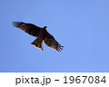 青空と鳶