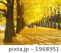 11月　イチョウ・イチョウ科13