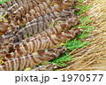素材ナンバー 1970577 : 「無題」