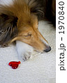 ハートと犬