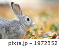 落葉とうさぎ