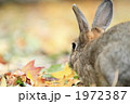 落葉とうさぎ