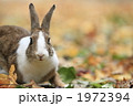 落葉とうさぎ