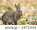 落葉とうさぎ