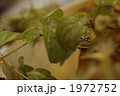 1972752