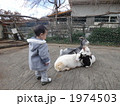 ヤギに興味津々