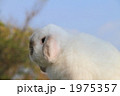 うさぎ
