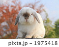 うさぎ